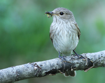 Sivi muhar<br />(<em>Muscicapa striata</em>)
