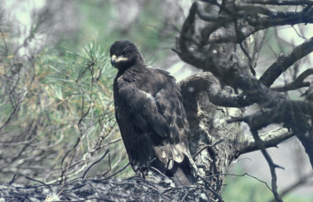 Mali klinkač<br />(<em>Aquila pomarina</em>)