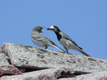 Bela pastirica<br />(<em>Motacilla alba</em>)