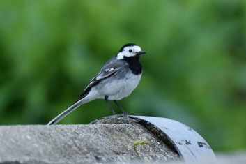 Bela pastirica<br />(<em>Motacilla alba</em>)