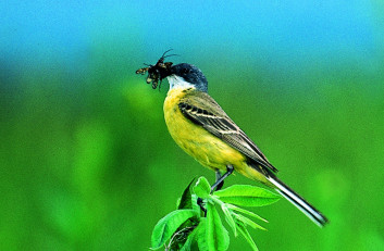 Rumena pastirica<br />(<em>Motacilla flava</em>)
