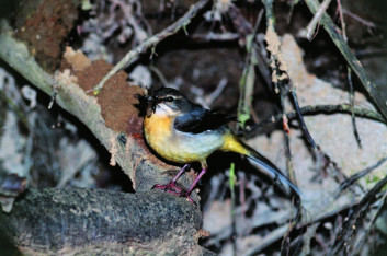 Siva pastirica<br />(<em>Motacilla cinerea</em>)