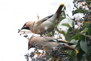 Pegam<br />(<em>Bombycilla garrulus</em>)