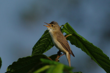 Močvirska trstnica<br />(<em>Acrocephalus palustris</em>)