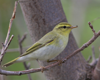 Grmovščica<br />(<em>Phylloscopus sibilatrix</em>)