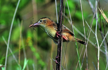 Brškinka<br />(<em>Cisticola juncidis</em>)