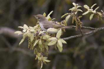 Hribska listnica<br />(<em>Phylloscopus bonelli</em>)