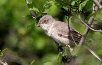 Pisana penica<br />(<em>Sylvia nisoria</em>)