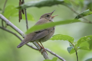 Rečni cvrčalec<br />(<em>Locustella fluviatilis</em>)