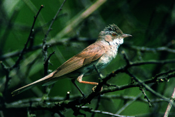 Rjava penica<br />(<em>Sylvia communis</em>)