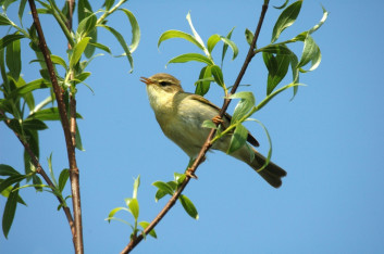 Severni kovaček<br />(<em>Phylloscopus trochilus</em>)