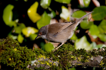 Žametna penica<br />(<em>Sylvia melanocephala</em>)