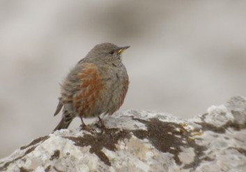 Planinska pevka<br />(<em>Prunella collaris</em>)