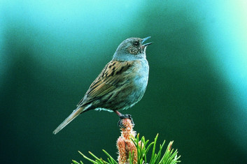 Siva pevka<br />(<em>Prunella modularis</em>)