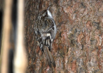 Dolgoprsti plezalček<br />(<em>Certhia familiaris</em>)