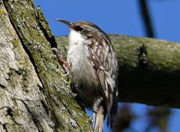 Kratkoprsti plezalček<br />(<em>Certhia brachydactyla</em>)
