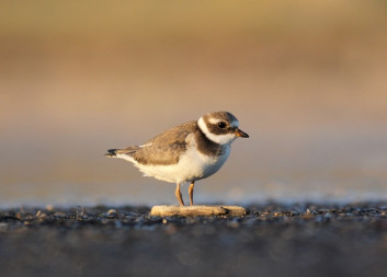 Komatni deževnik<br />(<em>Charadrius hiaticula</em>)