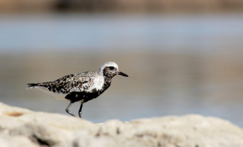 Črna prosenka<br />(<em>Pluvialis squatarola</em>)
