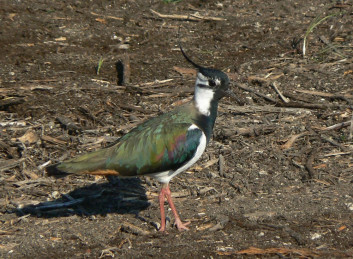 Priba<br />(<em>Vanellus vanellus</em>)