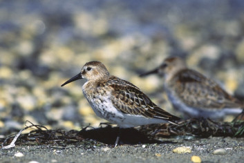 Spremenljivi prodnik<br />(<em>Calidris alpina</em>)