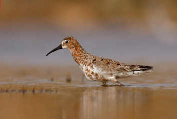 Srpokljuni prodnik<br />(<em>Calidris ferruginea</em>)