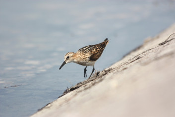 Mali prodnik<br />(<em>Calidris minuta</em>)