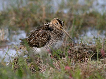 Kozica<br />(<em>Gallinago gallinago</em>)