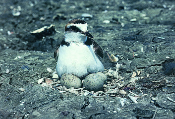 Beločeli deževnik<br />(<em>Charadrius alexandrinus</em>)