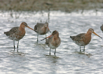Črnorepi kljunač<br />(<em>Limosa limosa</em>)