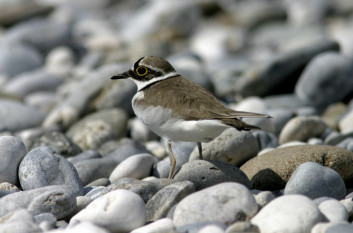 Mali deževnik<br />(<em>Charadrius dubius</em>)