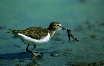 Mali martinec<br />(<em>Actitis hypoleucos</em>)