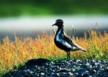 Zlata prosenka<br />(<em>Pluvialis apricaria</em>)