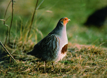 Jerebica<br />(<em>Perdix perdix</em>)