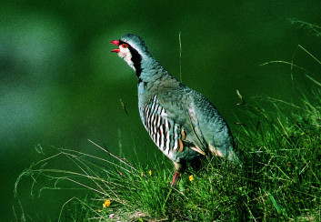 Kotorna<br />(<em>Alectoris graeca</em>)