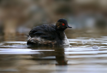 Črnovrati ponirek<br />(<em>Podiceps nigricollis</em>)