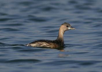 Mali ponirek<br />(<em>Tachybaptus ruficollis</em>)