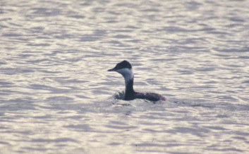 Zlatouhi ponirek<br />(<em>Podiceps auritus</em>)