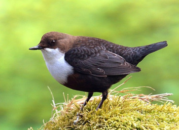 Povodni kos<br />(<em>Cinclus cinclus</em>)
