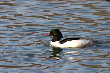 Veliki žagar<br />(<em>Mergus merganser</em>)