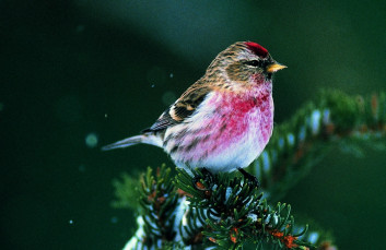 Brezovček<br />(<em>Carduelis flammea</em>)