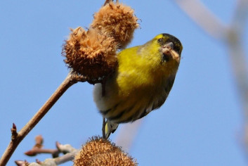 Čižek<br />(<em>Carduelis spinus</em>)
