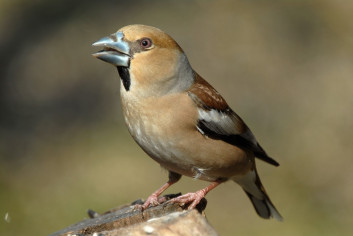 Dlesk<br />(<em>Coccothraustes coccothraustes</em>)