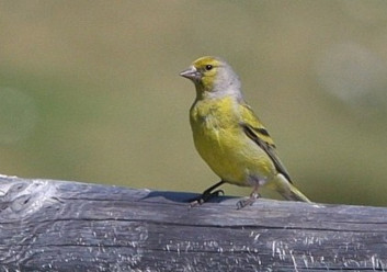 Konopeljščica<br />(<em>Serinus citrinella</em>)