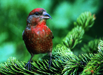 Krivokljun<br />(<em>Loxia curvirostra</em>)