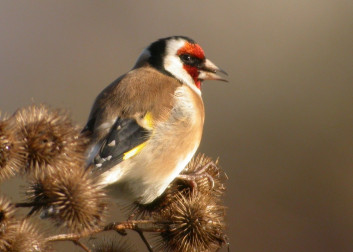 Lišček<br />(<em>Carduelis carduelis</em>)