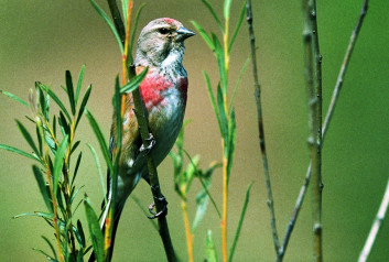 Repnik<br />(<em>Carduelis cannabina</em>)