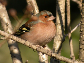 Ščinkavec<br />(<em>Fringilla coelebs</em>)