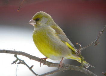 Zelenec<br />(<em>Chloris chloris</em>)