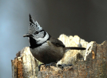 Čopasta sinica<br />(<em>Lophophanes cristatus</em>)