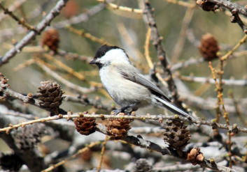 Gorska sinica<br />(<em>Poecile montanus</em>)